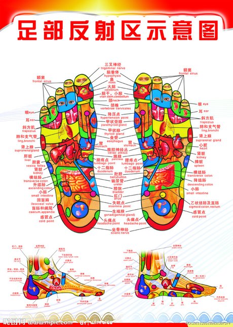 足部反射区示意图图片