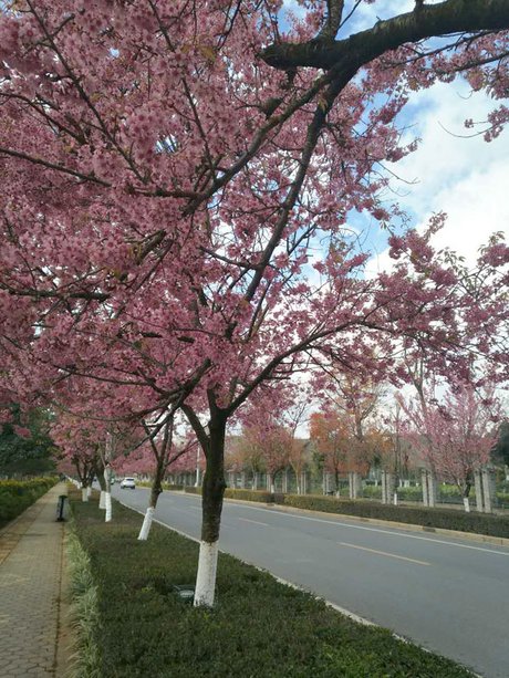 冬樱花