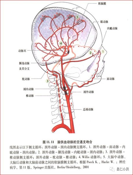 脑血管图 椎 基底动脉系图片