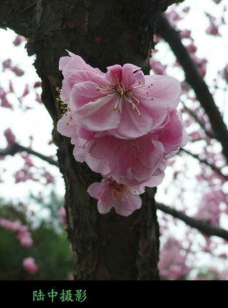 杏树嫁接梅花