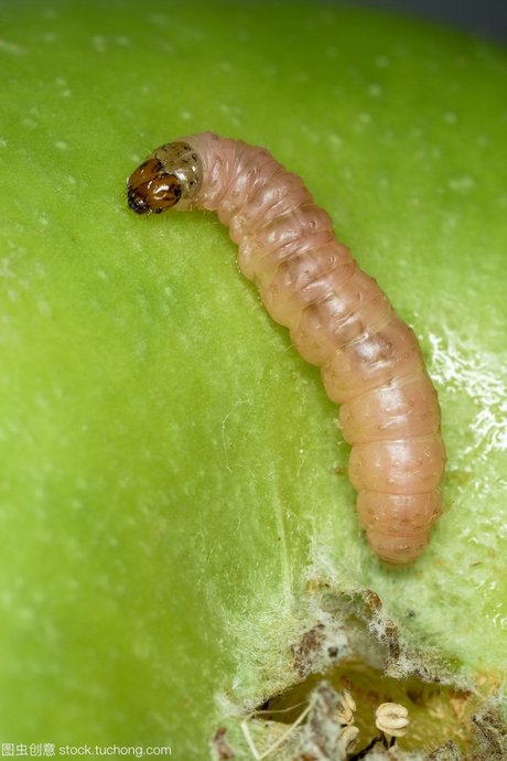 农业——在一个绿色的苹果上,将一种小飞蛾幼虫cydiapomonella的特写