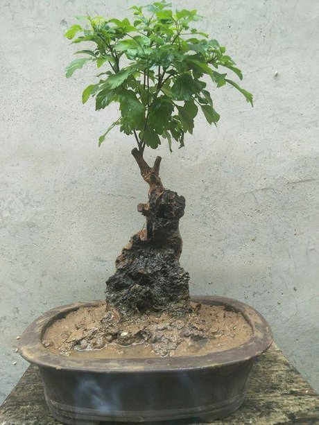 这么些年来养成的黄荆盆景,邀请大家一起欣赏,不好也请勿见笑!