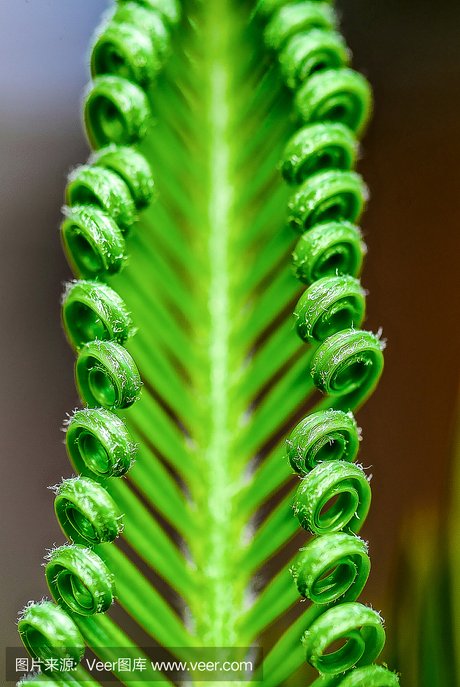 苏铁,苏铁科植物,铁树 西米椰子,苏铁,苏铁科植物,苏铁类植物 西米