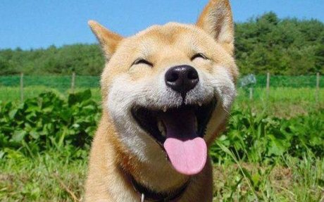 相关搜索 猫猫狗狗表情包 萨摩耶表情包 滑稽的狗 狗搞笑 日本柴犬
