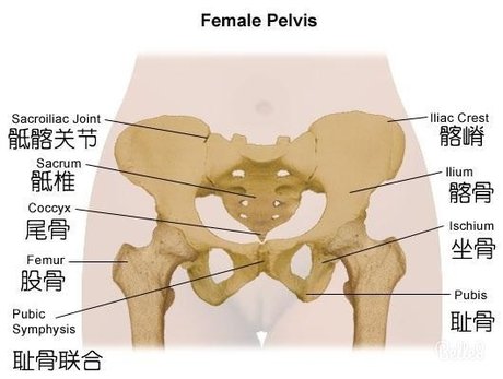 耻骨 360图片