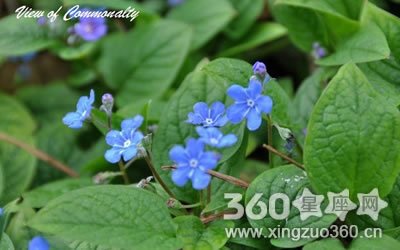 大琉璃草 360图片