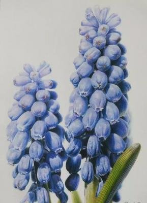 忧郁的葡萄 360图片