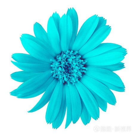 青色的花 360图片
