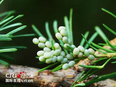 松毛虫卵 360图片 松毛虫卵 360图片