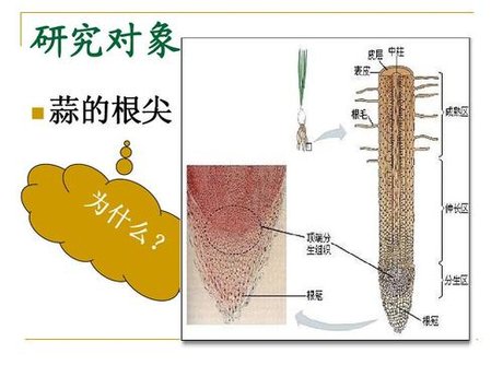 根尖分生区细胞 360图片