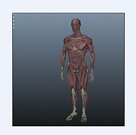 脸部各肌肉分布图 360图片