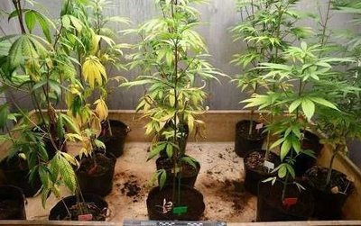 室内种植大麻图片 360图片