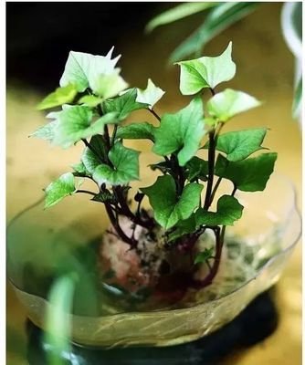 盆栽蹲号_360图片