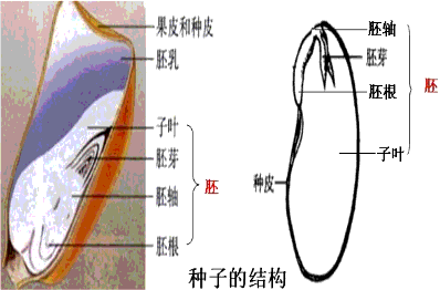 胚轴 360图片