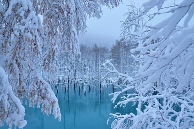 北海道雪景图 360图片