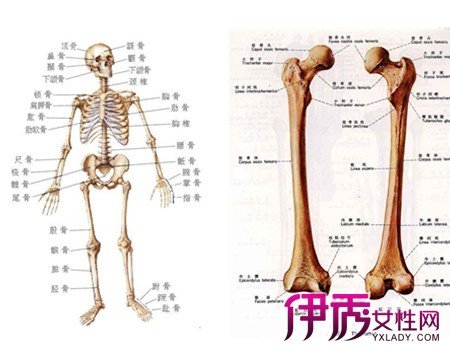 人的身体部位图 360图片