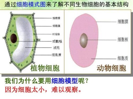 动物细胞 360图片