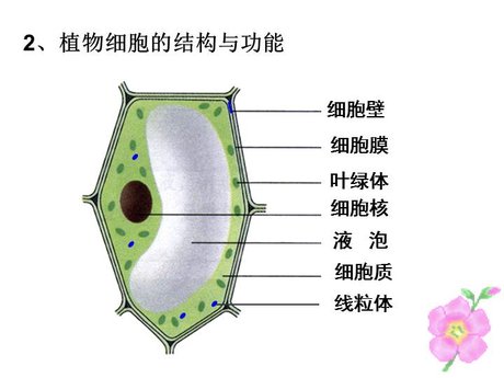 植物细胞结构图片 360图片