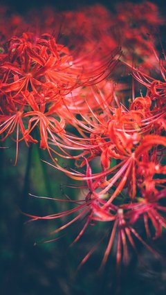 彼岸花壁纸桌面 360图片