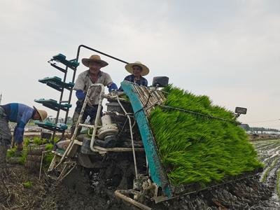 沪郊水稻育苗进行时，迈好粮食稳产增收