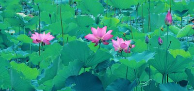 诗城词都018 品令·夏日问道//王夕广（图2）