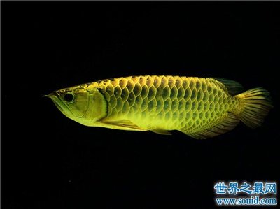 蘇打放魚缸有什么作用嗎(魚缸加蘇打) 虎魚魚苗