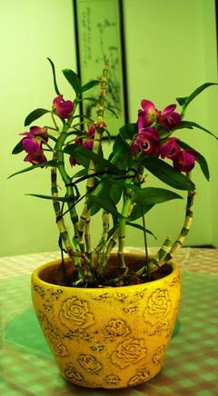 家里有虫子风水原因