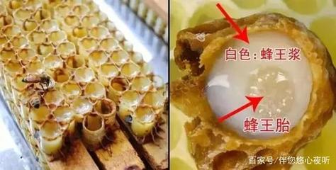 蜂王胎酒的作用与功效