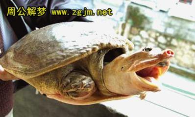 孕妇梦见吃甲鱼