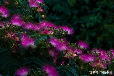 花的花语和寓意