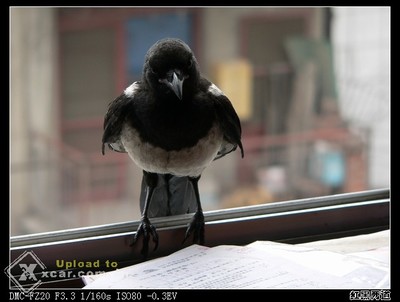 小鸟飞进房间预示什么