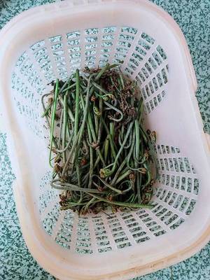 怀孕可以吃蕨菜