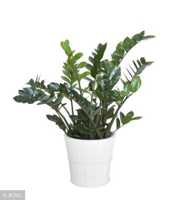 属鼠养什么植物旺财
