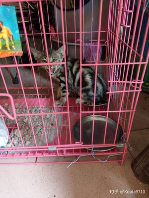 怎么抓小野猫