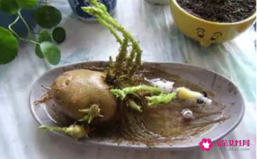 孕妇梦见种土豆