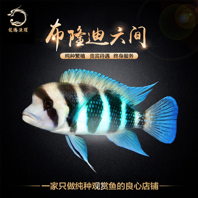 毛鲿魚(yú)：毛鲿魚(yú)圖片