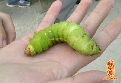 梦见别人看见自己拉屎