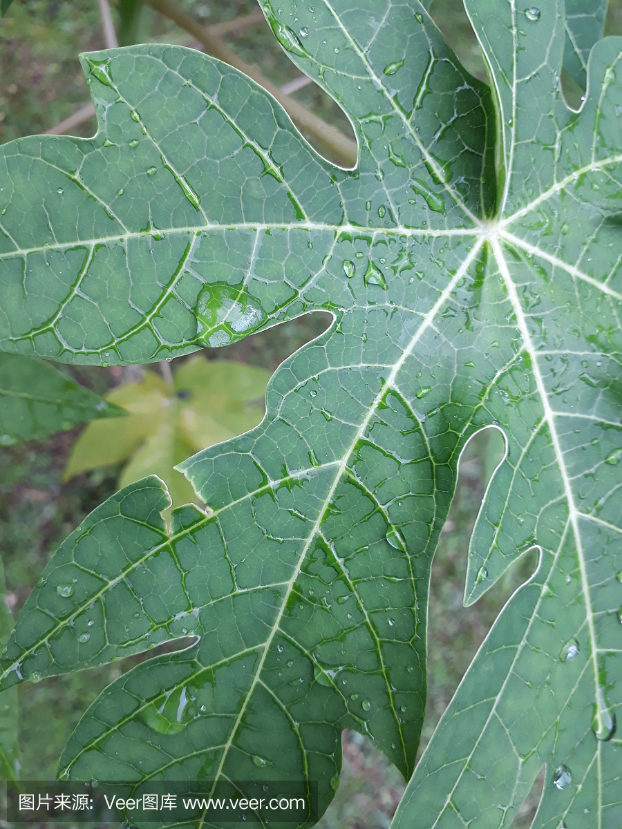 有水滴的木瓜叶