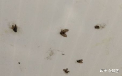 房间里很多小虫子