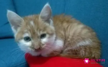 梦见一只怀孕的猫