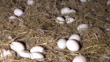 做梦捡鸭蛋是什么意思
