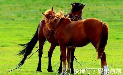 属相马和什么属相最佳