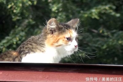 小花猫跑起路来 怎么样