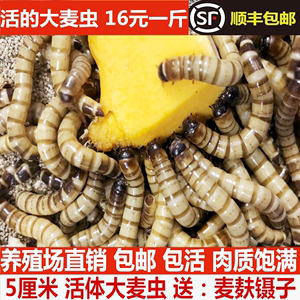 南京大型魚缸維護(hù)公司電話號碼（南京大型魚缸維護(hù)公司電話號碼查詢）