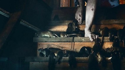 梦见被老鼠咬手
