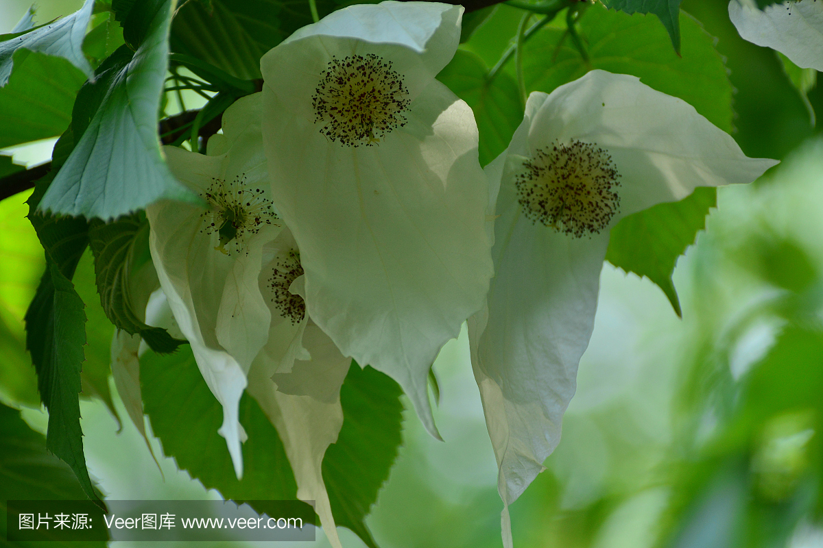 白芍树图片