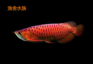 紅龍魚趴缸是怎么回事兒呀視頻（紅龍魚趴缸是怎么回事兒呀視頻講解）