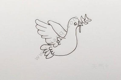 怎么画和平鸽