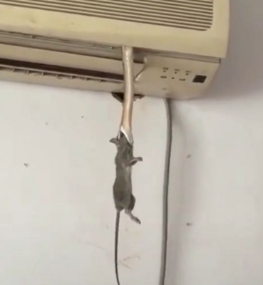 如何赶走空调内机老鼠