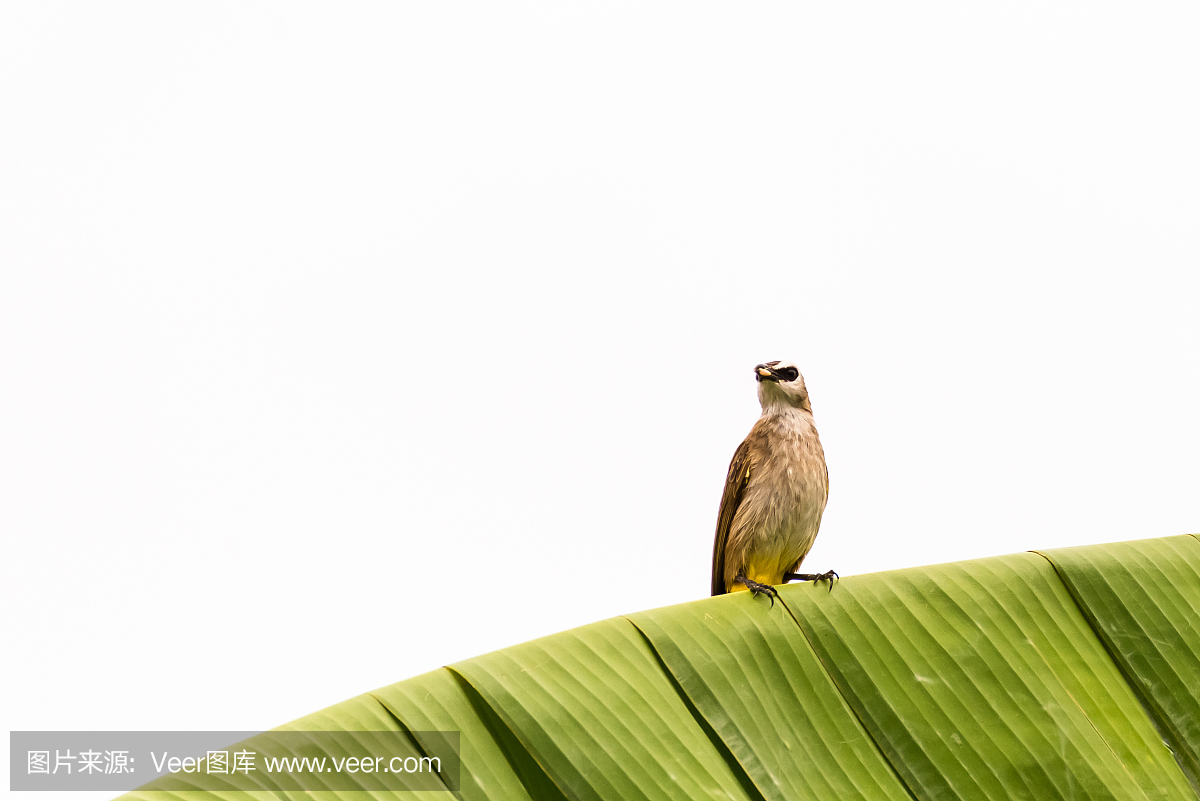 芭蕉树叶子发黄怎么办